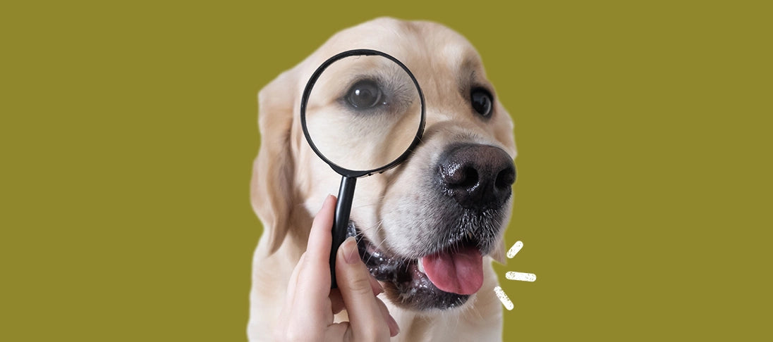 Lange lecker  so bewahrst du Hundefutter auf  Fleischeslust Tiernahrung  Onlineshop
