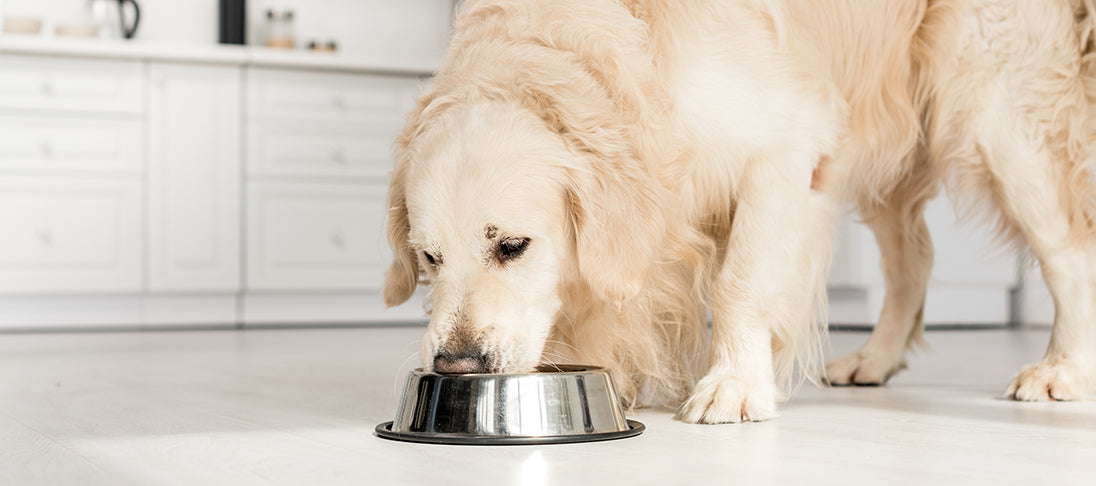 My dog needs to lose weight this is how it works Fleischeslust Tiernahrung Onlineshop