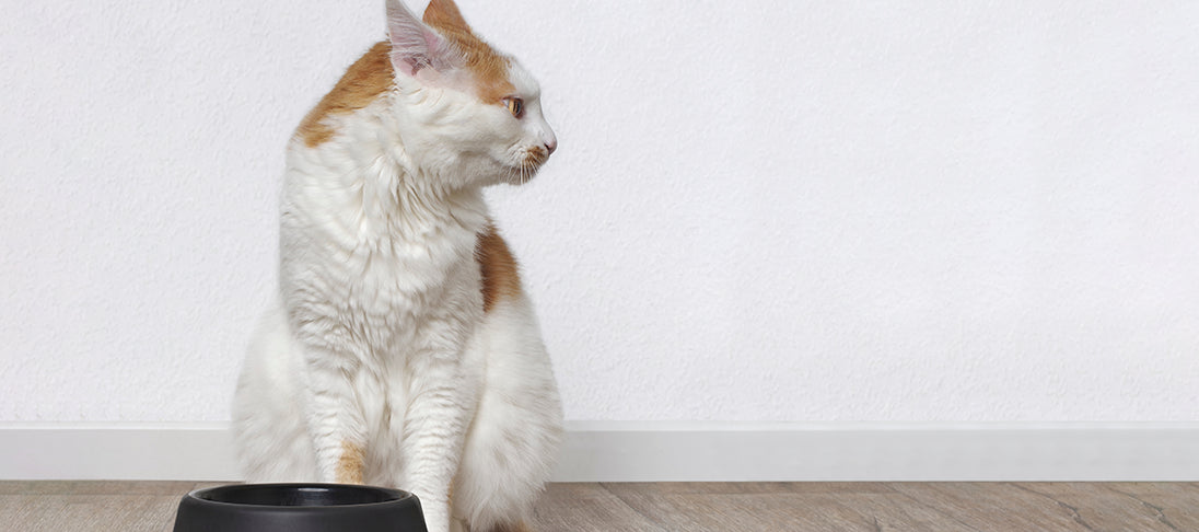 Eine Katze sitzt vor einem Napf mit Futter.