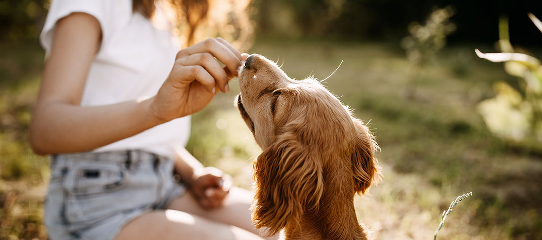 Eine Frau füttert einem Hund Hundeleckerlies.