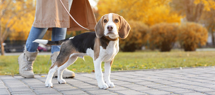 Gelassen Gassigehen – wie du die Leinenführigkeit deines Hundes trainierst
