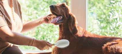 Fellpflege für deinen Hund: Tipps für alle Felle!