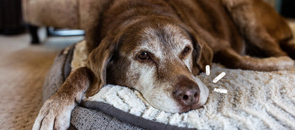 Optimal feeding of older dogs - with the right senior food