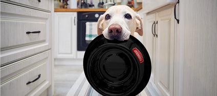 Change of food for dogs - this is how it works