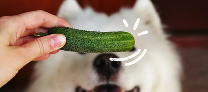 Vegetables for dogs - these vegetables can eat your dog