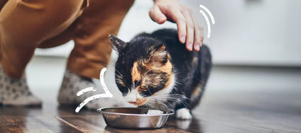 High quality cat food - this is how you really recognize it