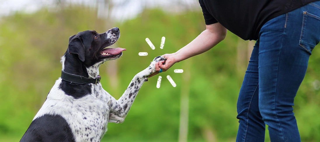 Hundetraining: Tipps und Tricks – Fleischeslust Tiernahrung Onlineshop