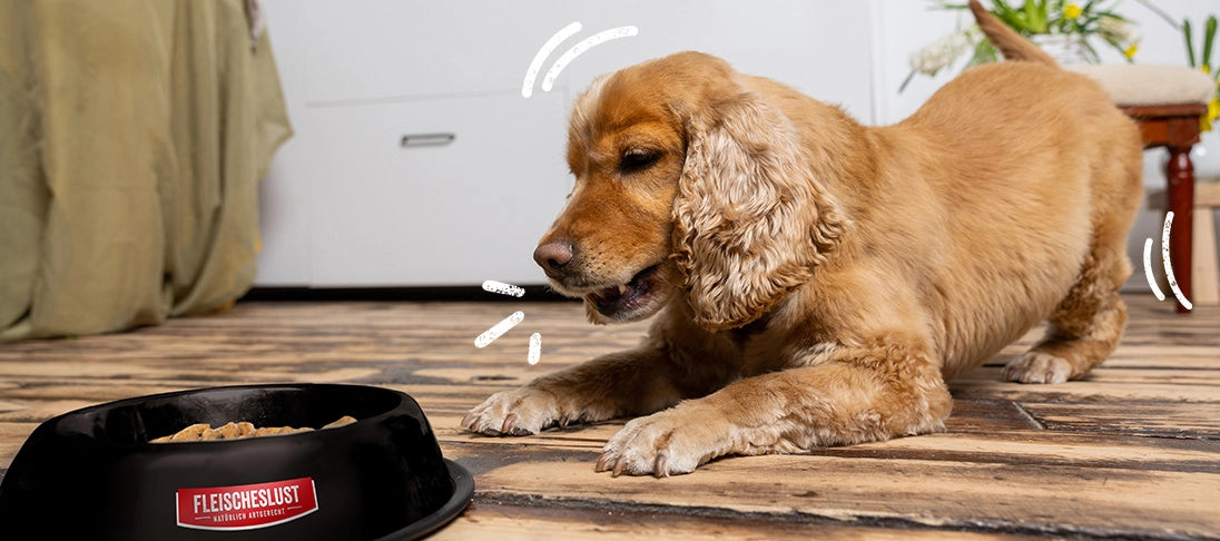Ein Hund liegt freudig vor einem Napf mit Futter.
