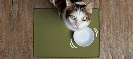 How much food for the cat? How to calculate the ideal amount of food