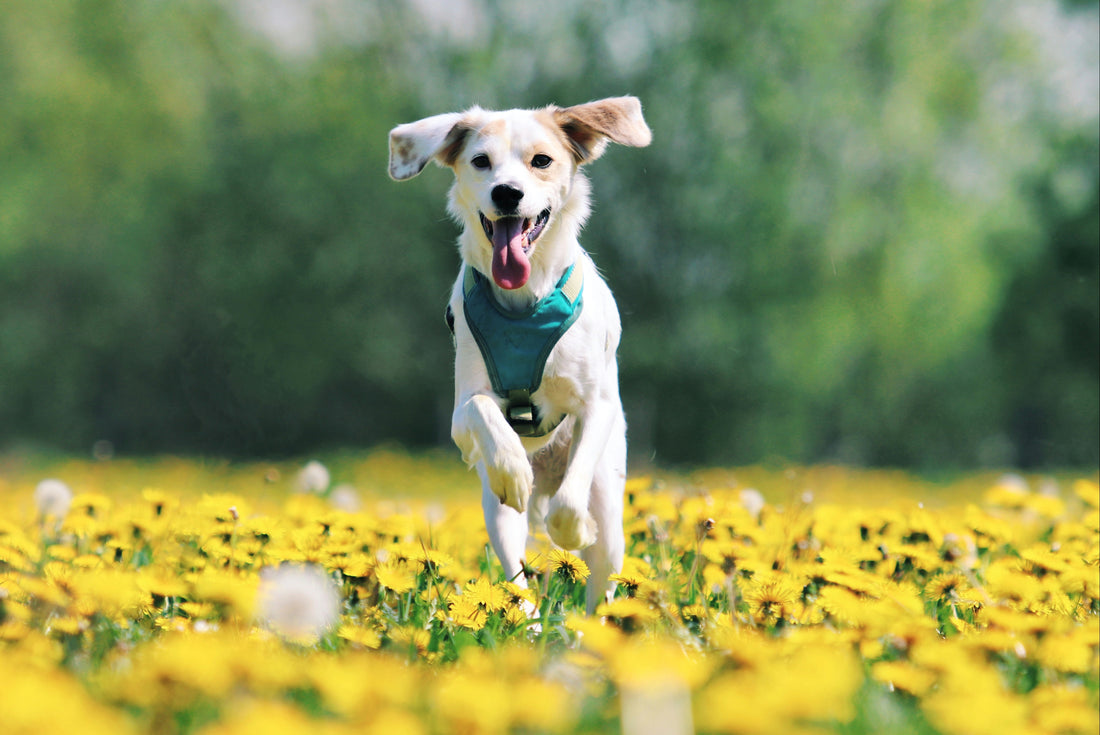 Kleiner Hund springt freudig durch ein Blumenfeld