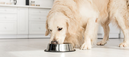 My dog needs to lose weight - this is how it works! 