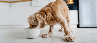 Was darf ein Hund essen und was nicht?