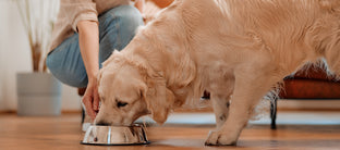 Lachsöl für Hunde – Vorteile und Tipps