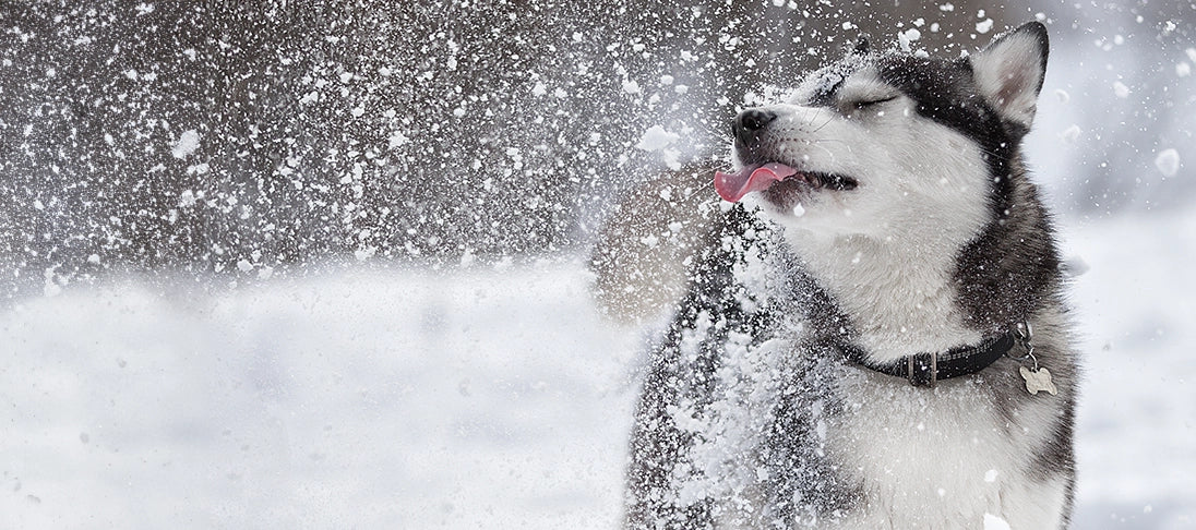 Ein Husky frisst Schnee.