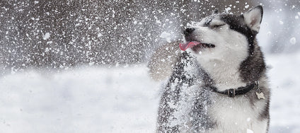 Mein Hund frisst Schnee – ist das gefährlich?