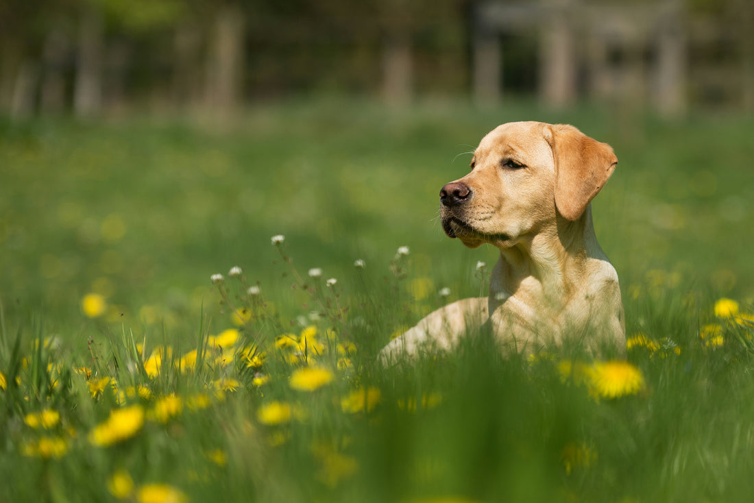 Hund liegt auf Wiese mit gelben Blumen